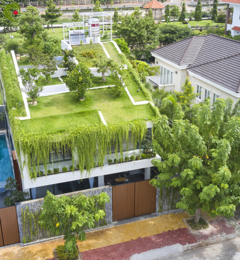ĐƯA QUẢ ĐỒI XANH MƯỚT TRÊN MÁI NHÀ